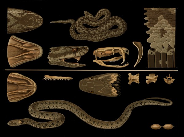 Scientific illustration with details, vipera berus and grass snake, Natrix natrix, school picture,