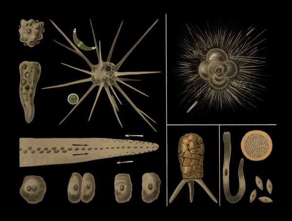 Scientific illustration with details, amoeba, Rotalia, Difflugia and Gregarine, school painting,