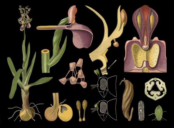 Scientific illustration with details, orchid orchid, Orchis morio, school picture, authentic