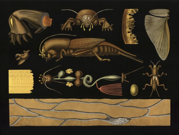 Scientific illustration with details, mole cricket, Gryllotalpa vulgaris, school picture, authentic