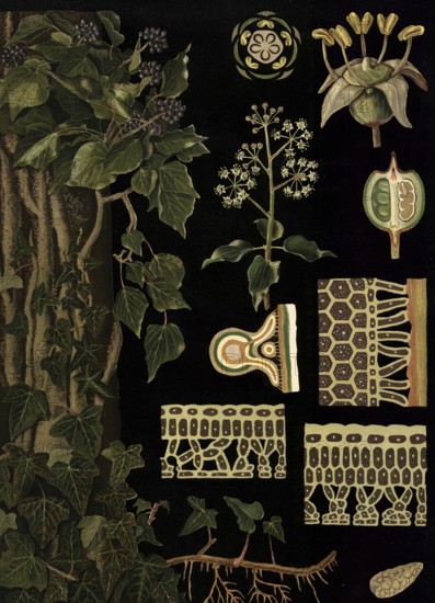 Scientific illustration with details, ivy, Hedera helix, school picture, authentic reproduction of