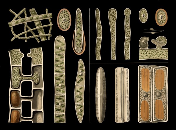 Scientific illustration with details, freshwater algae, screw algae, spirogyra and diatom,