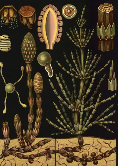 Scientific illustration with details, field horsetail, Equisetum arvense, school picture, authentic