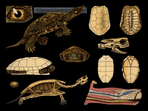 Scientific illustration with details, European swamp turtle, Emys europaea, school picture,