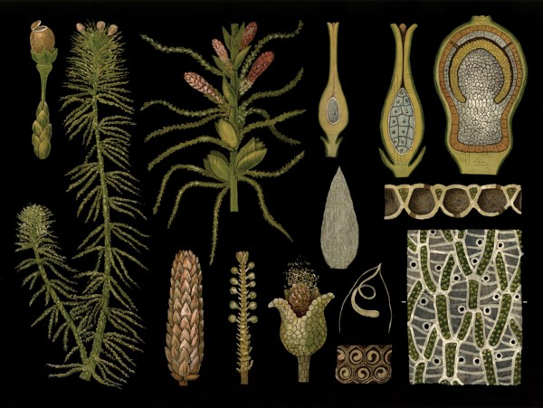Scientific illustration with details, peat moss, Sphagnum acutifolium, school picture, authentic
