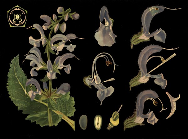 Scientific illustration with details, meadow sage, salvia pratensis, school picture, authentic