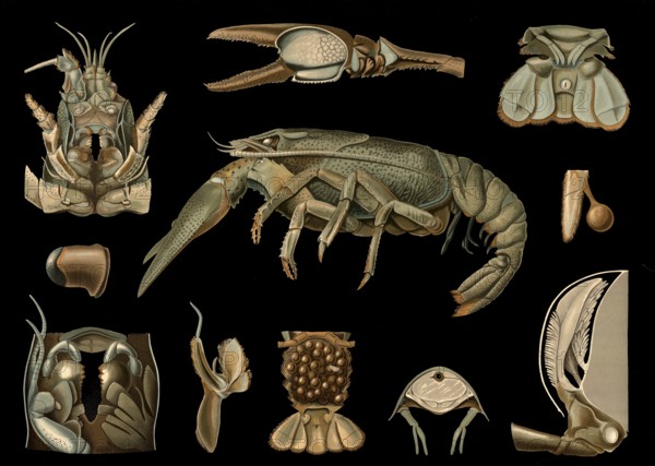 Scientific illustration with details, crayfish, Astacus fluviatilis, school picture, authentic