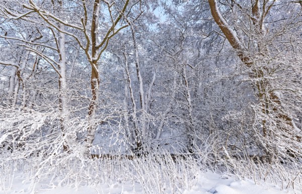 The onset of winter with snow in a forest and wetland in Hamburg's Vier- und Marschlanden near