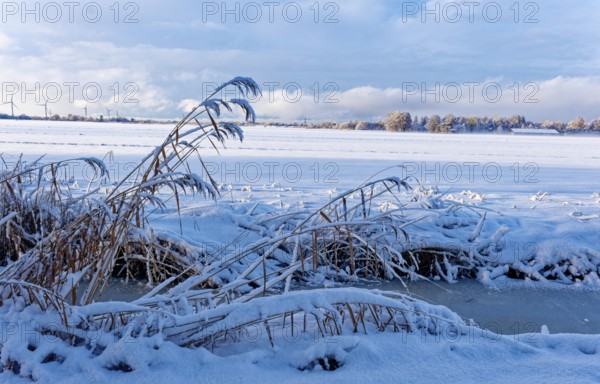 Reed grass on a frozen moat after the onset of winter with snow in Hamburg's Vier- und Marschlanden