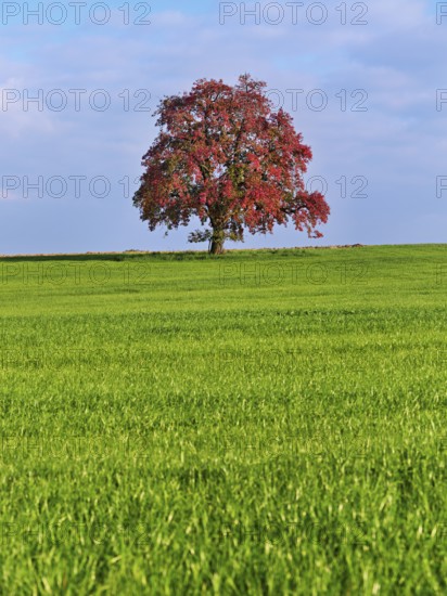 Red discoloured pear tree (Pyrus), standing in a meadow, Beinwil, Freiamt, Canton Aargau,