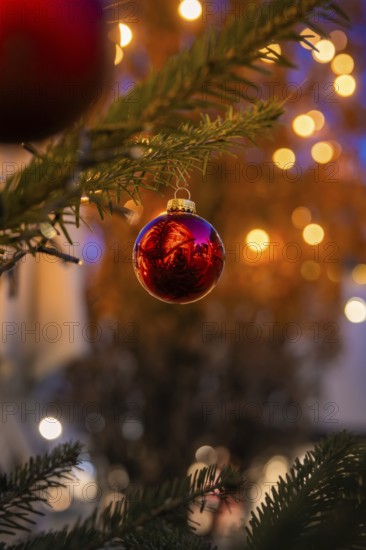 Red ball on a pine branch with reflection, against a glowing background, Nagold, Calw district,