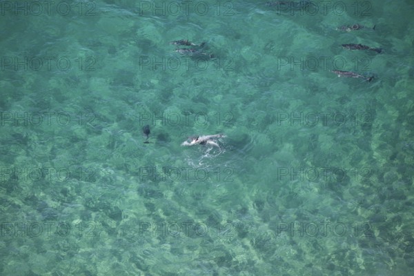 Day time view of dolphin group playing together near Byron Bay light house in turquoise water, New