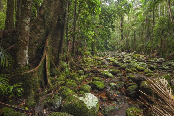 Ancient subtropical Gondwana rainforest with strangler fig at Repentance Creek, Minyon Falls track,