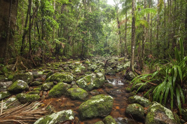 Creek flows through ancient subtropical Gondwana forest at Repentance Creek on Minyon Falls track,