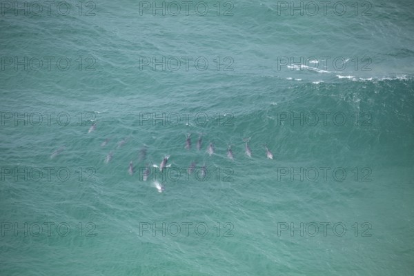 Daytime view of dolphin group swimming past Byron Bay lighthouse in turquoise water, New South