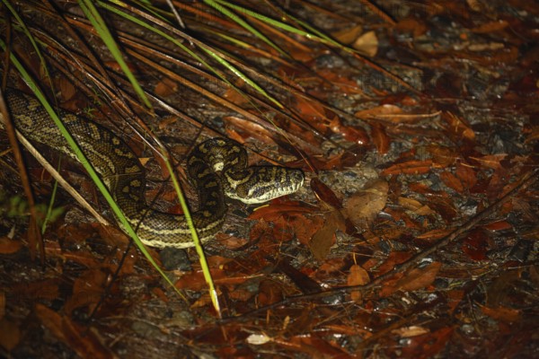 Night time downward view of carpet python waiting on path at Minyon Falls track, Lismore, Nightcap