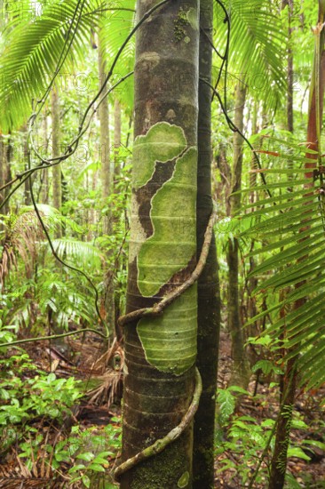 Ree with lichen and vine on Minyon Falls track, Lismore, New South Wales, Australia