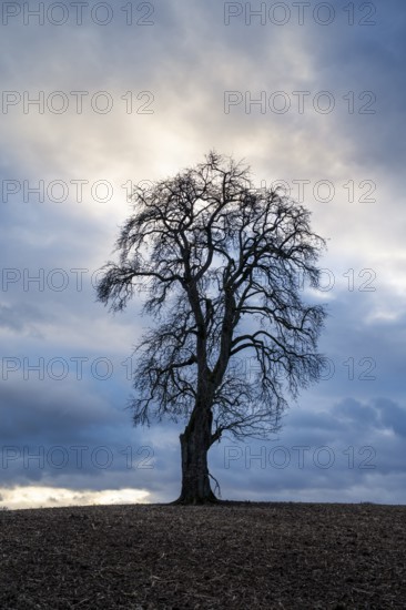 Solitary pear tree (Pyrus) in front of a dramatic cloudy sky, evening light. Rhine-Neckar district,
