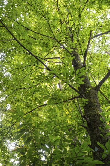 Chestnut tree (Castanea sativa) in the forest. Rhine-Neckar district, Baden-Württemberg, Germany