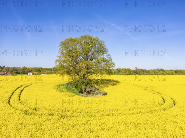 Aerial view, drone photo: A single tree in a field with flowering rape (Brassica napus), in the