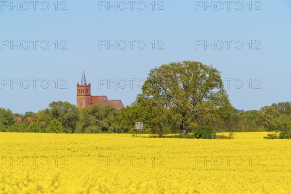 View over a field with flowering rape (Brassica napus) and a single tree to the town church of