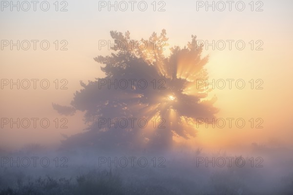 A pine tree in the blooming Mehlinger Heide at sunrise. Fog, fog rays and backlight. Mehlinger