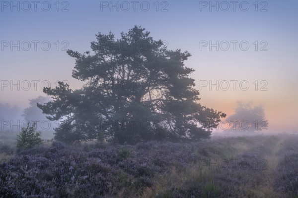 Pine trees in the blooming Mehlinger Heide at sunrise and fog. Mehlinger Heide Nature Reserve,