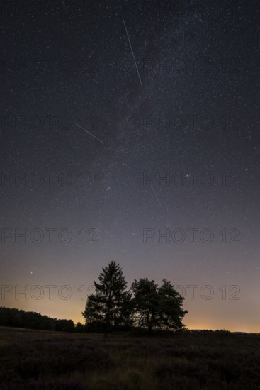 Pines in the blooming Mehlinger Heide. Night view, starry sky, Milky Way and Perseids. Mehlinger
