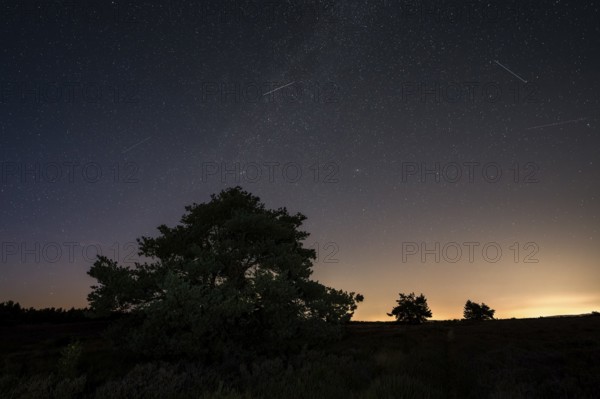 Pines in the blooming Mehlinger Heide. Night view, starry sky, Milky Way and Perseids. Mehlinger
