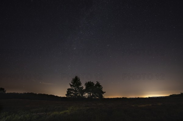 Pines in the blooming Mehlinger Heide. Night view, starry sky and Milky Way. Mehlinger Heide Nature