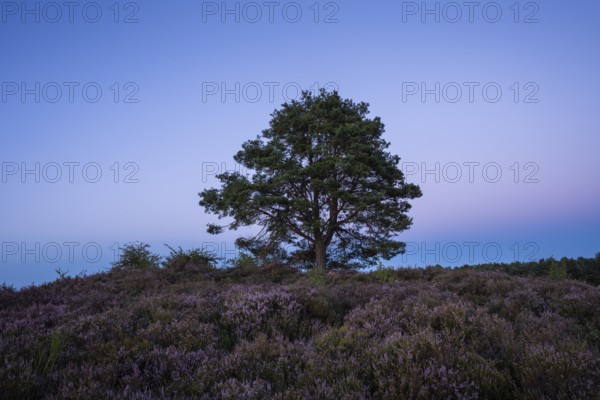 A pine tree in the blooming Mehlinger Heide after sunset. Mehlinger Heide Nature Reserve,