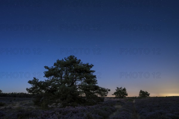 Pines in the blooming Mehlinger Heide. Blue hour and starry sky and individual Perseids. Mehlinger