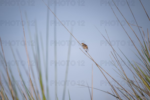Vleycist Warbler (Cisticola tinniens) sitting on a blade of grass in the swamp, Mabamba Swamp, Lake