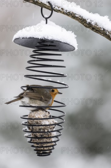 Robin (Erithacus rubecula) in the tit dumpling dispenser, Emsland, Lower Saxony, Germany