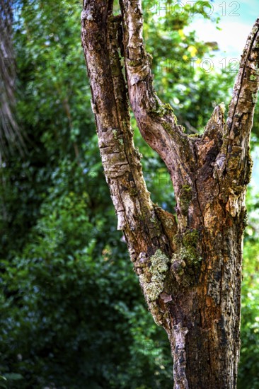 Large dead tree trunk in the rainforest covered in parasitic plants and mosses, Minas Gerais,