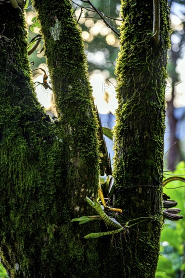 Large tree trunk in the rainforest with bromeliads sprouting and covered in moss and parasites,