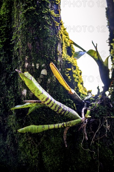Bromeliads sprouting on a tree trunk in the rainforest, covered in moss and parasites, Minas