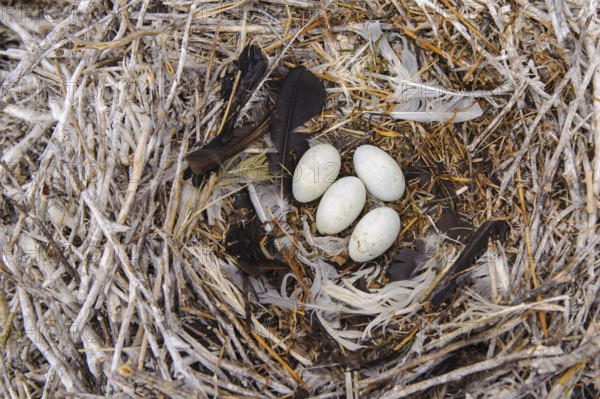 Nest of the Komroran (Phalacrocorax carbo) in a breeding colony, Stralsund, Mecklenburg-Western