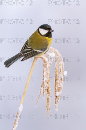 Great tit (Parus major) at the winter feeding site, Neuhaus im Solling, Holzminden, Lower Saxony,