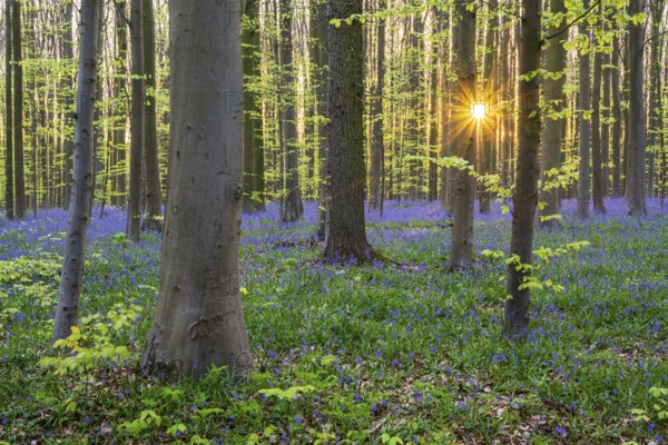 Beech forest with bluebells (Hyacinthoides) at sunrise in spring, forest, early bloomers,