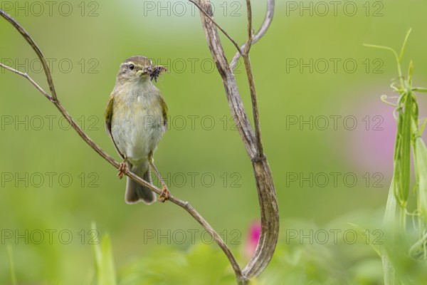 The willow warbler (Phylloscopus trochilus) parents bring food for the young birds every minute,