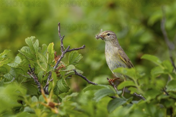 Before the willow warbler (Phylloscopus trochilus) brings the food to the chicks, it secures them
