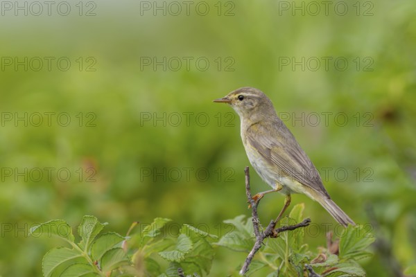 A willow warbler (Phylloscopus trochilus) on the German North Sea coast, rearing young, breeding