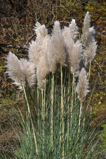Pampas grass (Cortaderia selloana), Franconia, Bavaria, Germany