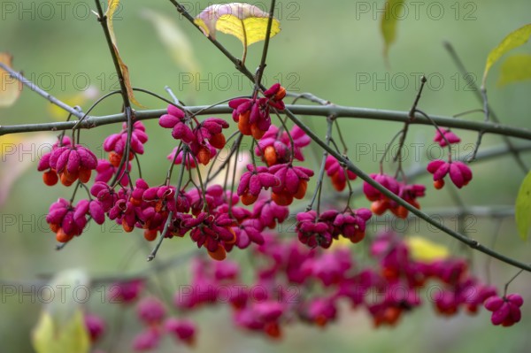 Common spindle bush (Euonymus europaeus), Bavaria, Germany
