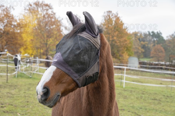 Horse with fly protection in paddock, Bavaria, Germany