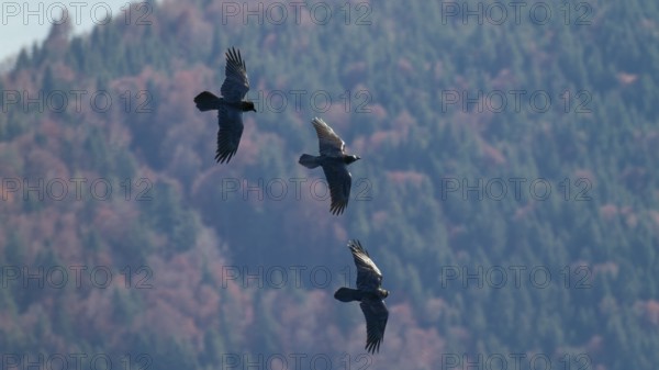 Raven (Corvus corax), flying in the mountains in front of mountain forest, Alps, Upper Bavaria,