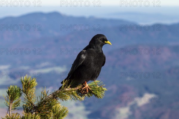 Alpine Chough at Herzogstand, (Pyrrhocorax graculus), sitting on mountain pine, Alps, Upper