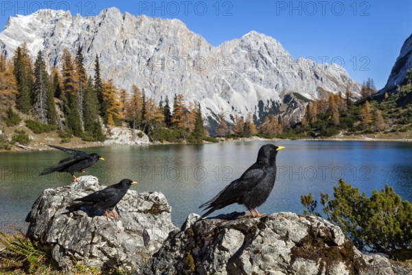 Alpine choughs (Pyrrhocorax graculus), at Lake Seebensee with Zugspitze and Wetterstein mountains,