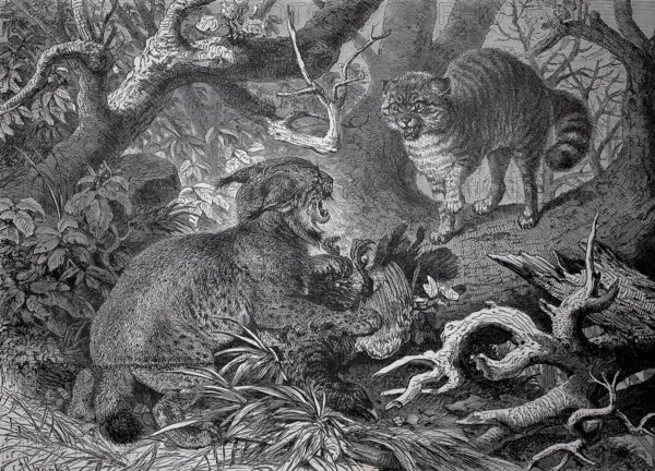 Lynx and wildcat fight over the hunting prey, Two cats fight in a forest surrounded by thick